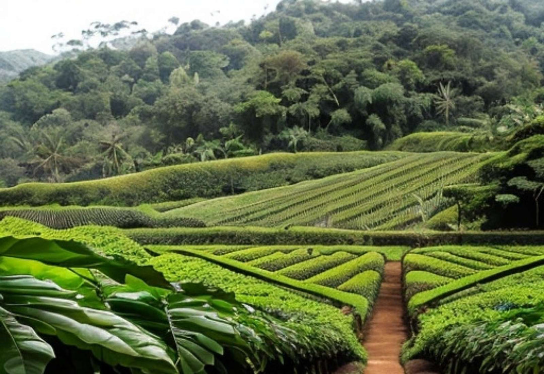 Organic sustainable coffee farm