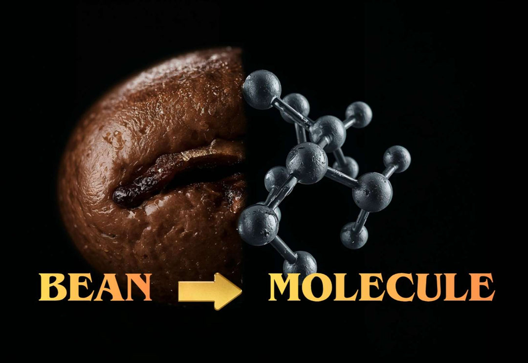 Coffee bean and molecule side by side with text "Bean" then gold arrow pointing to the text "Molecule" on black background