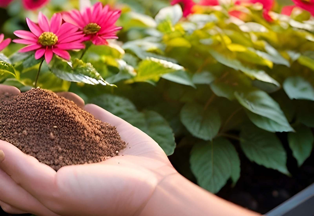 Using used coffee grinds as an excellent organic garden fertilizer